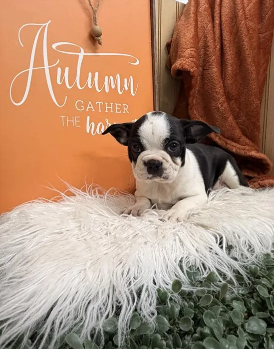 Female Boston Terrier puppy for sale at Shake A Paw Union.