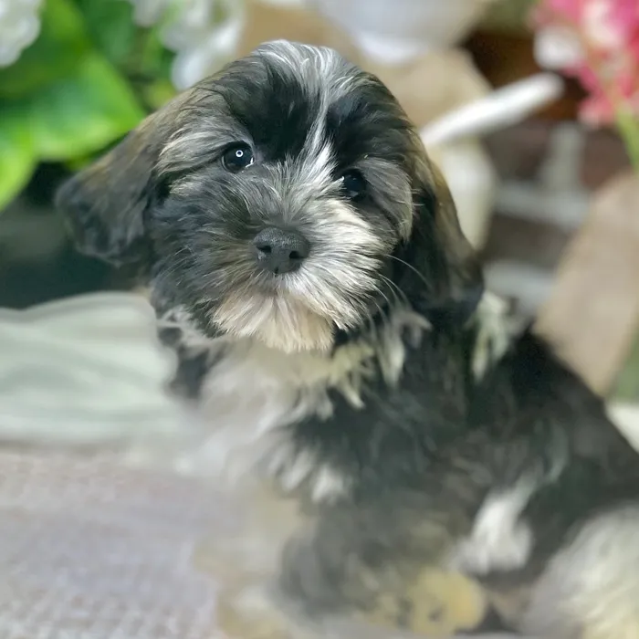 Male Havanese puppy for sale at Shake A Paw Green Brook.