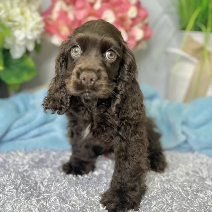 Male Cocker Spaniel puppy for sale at Shake A Paw Green Brook.