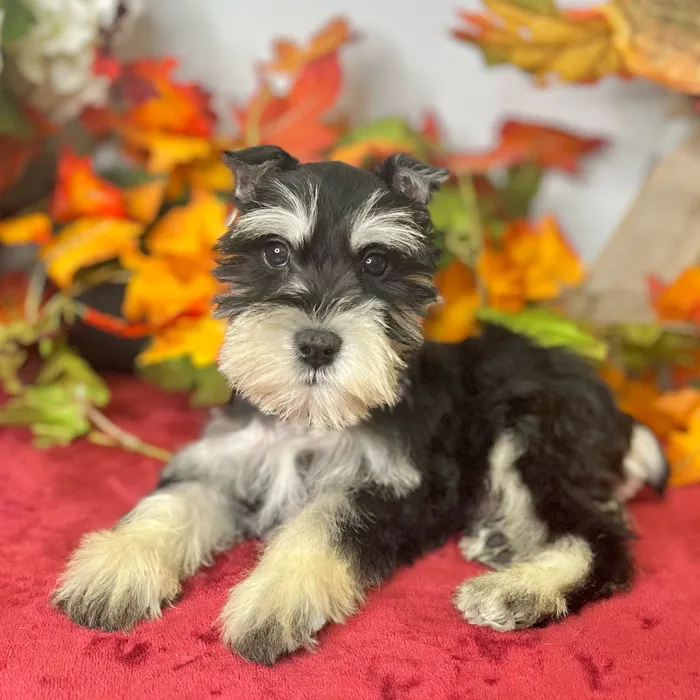 Male Mini Schnauzer puppy for sale at Shake A Paw Green Brook.