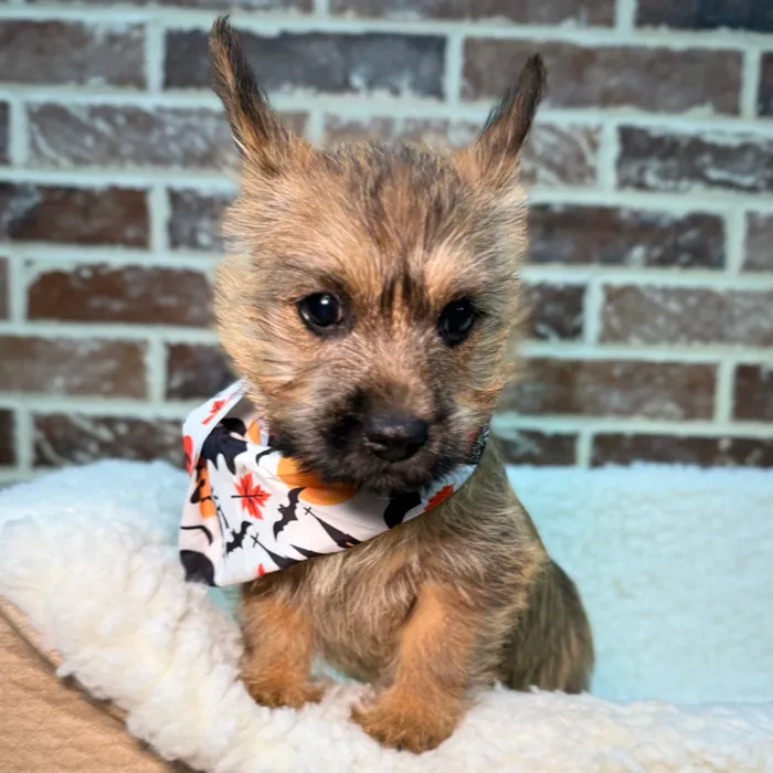 Female Cairn Terrier puppy for sale at Shake A Paw Union.