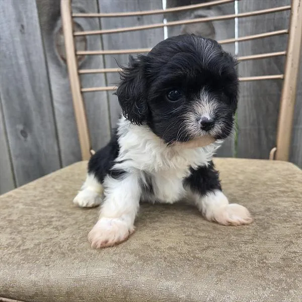 Male Cavapoo puppy for sale at Shake A Paw Union.