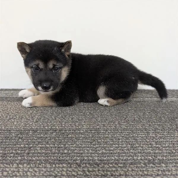 Male Shiba Inu puppy for sale at Shake A Paw Union.