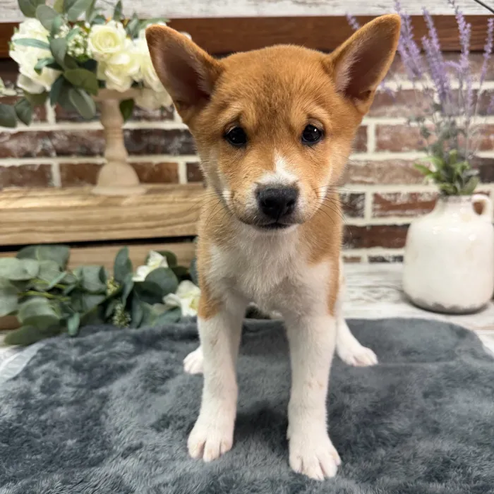 Male Shiba Inu puppy for sale at Shake A Paw Union.