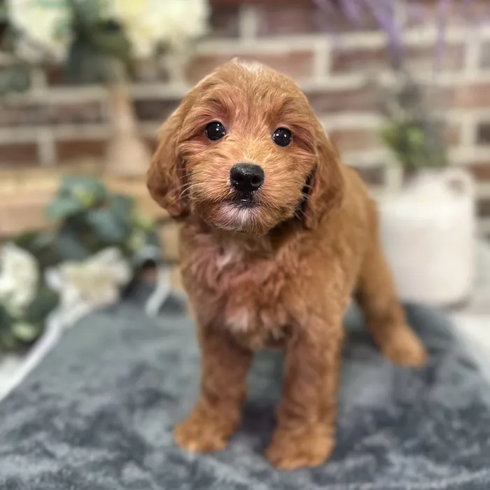 Female Mini Goldendoodle 2Nd Gen puppy for sale at Shake A Paw Union.