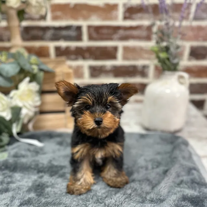 Male Yorkshire Terrier puppy for sale at Shake A Paw Union.