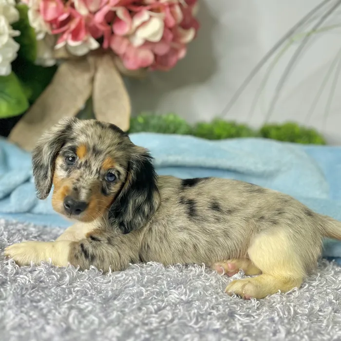 Male Dachshund puppy for sale at Shake A Paw Green Brook.
