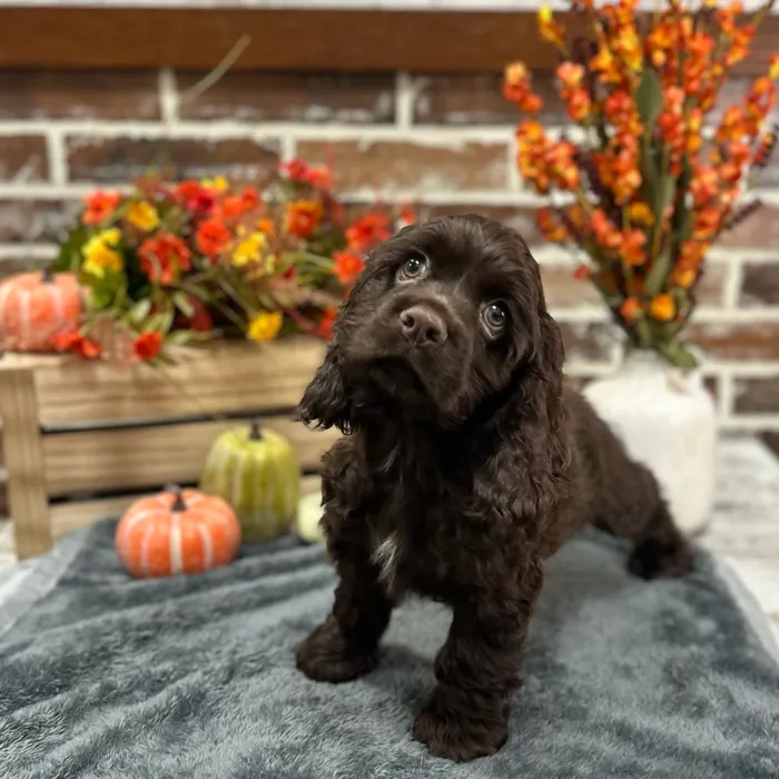 Male Cocker Spaniel puppy for sale at Shake A Paw Union.