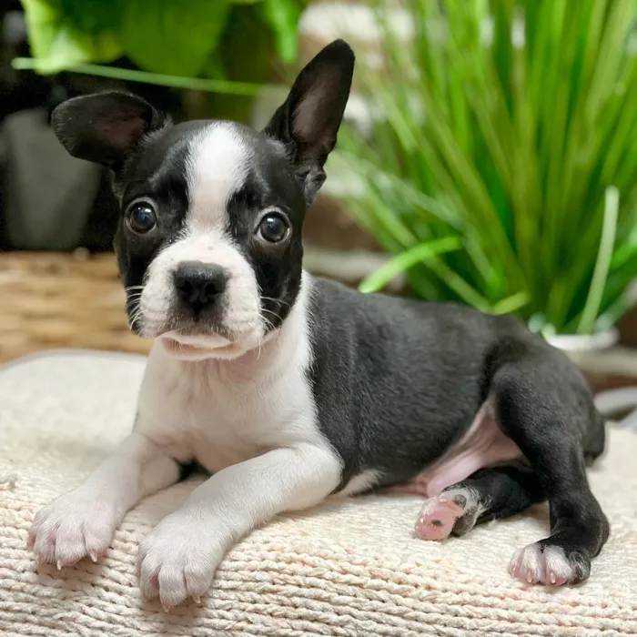 Male Boston Terrier puppy for sale at Shake A Paw Green Brook.