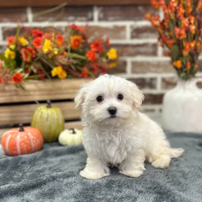 Male Maltese puppy for sale at Shake A Paw Union.