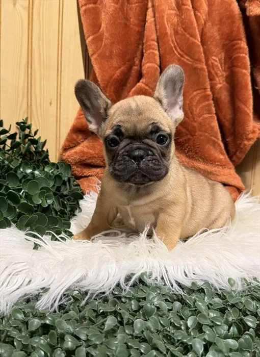 Male French Bulldog puppy for sale at Shake A Paw Union.